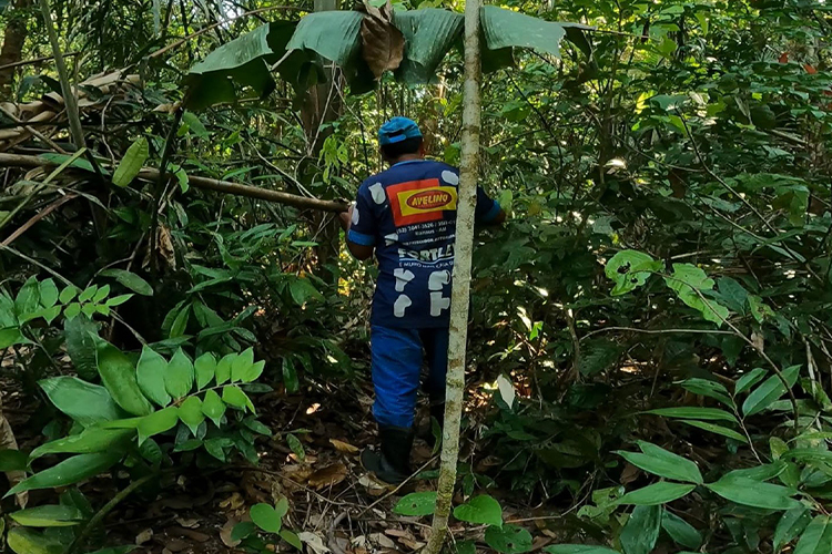 Jungle Hike 2