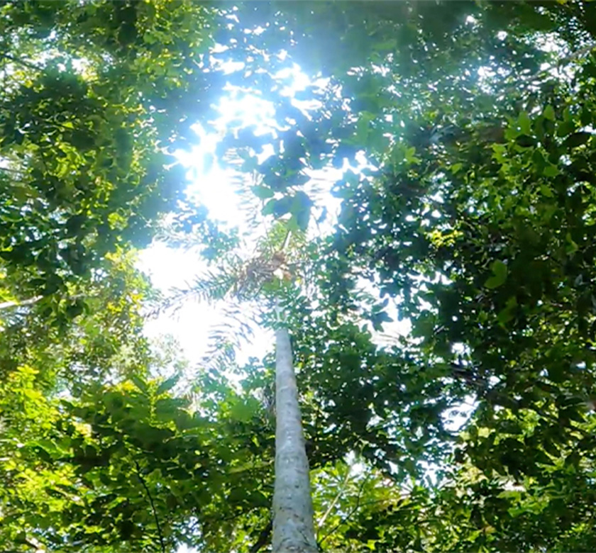 Jungle Hike 3