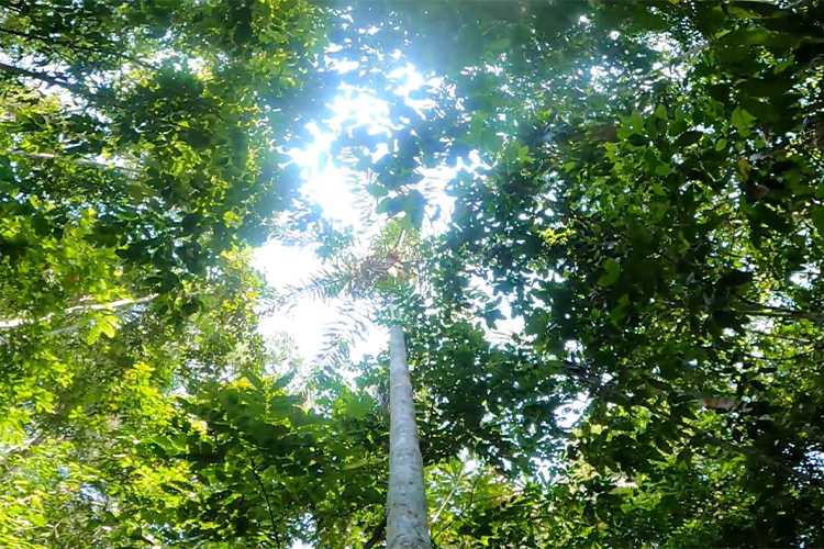 Jungle Hike 3
