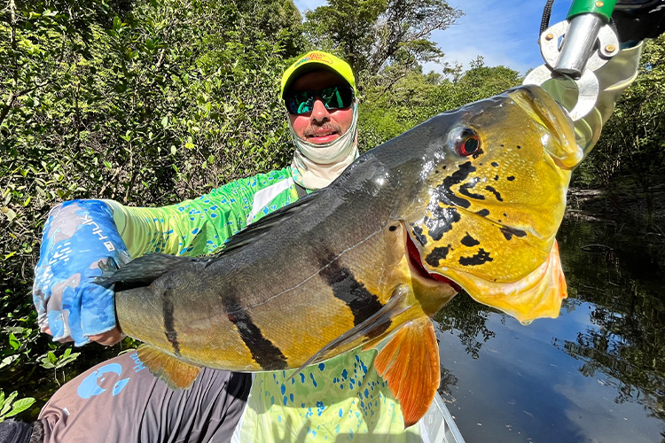 Peacock-Bass